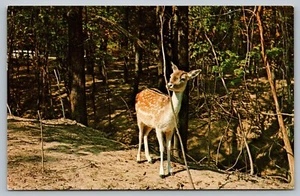 Postal Escénica Parque Condado Indiana Ciervo Cervatillo Bebé Gobblers Perilla Zoológico Indiana IN - Imagen 1 de 2