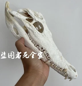 Esemplare Testa di Coccodrillo Teschio Scheletro Decorazione Animali Collezione Educazione - Foto 1 di 5
