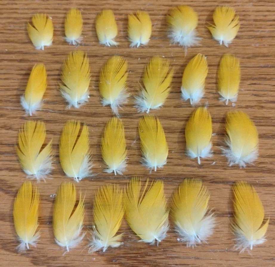 24 plumas de guacamayo azules y doradas doradas/amarillas (0,50"-1,25")  Foto 1 de 3