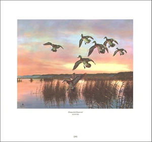 Impresión vintage Baldpate 1978 pato pájaro aves acuáticas patos de tierras altas vuelo David Maass - Imagen 1 de 3