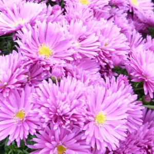 Aster Hardy Perennial Flower Garden Plant 'Tonga' 1 or 2 x 1 Litre Pot T&M - Picture 1 of 1