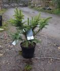 Picea  pungens Karpaten Colorado Spruce- grafted  in 3L pot bonsai subject