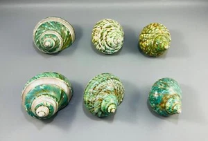 Lot of 6 Turbo Jade Green Turban Shell Conch Natural Sea Shells - Picture 1 of 11