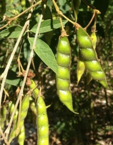 100 x Pigeon Pea Organic seeds Cajanus Cajan Dal Lentil - Picture 1 of 7