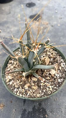 Leuchtenbergia principis, cactus plants - Image 1 of 4