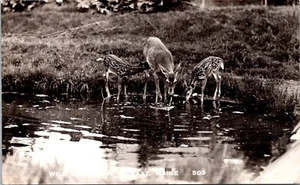 Wildlife near Belfast Maine Deer Drinking from Stream RPPC - Picture 1 of 2
