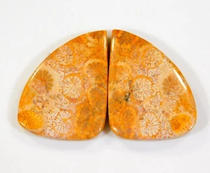 33 Ct Natural Fossil Coral  Pair Fancy Cabochon Fossilized Gemstone DH=381 - Picture 1 of 8