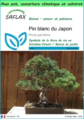 SAFLAX - Garden to go - Pin blanc du Japon - 12 Graines - Photo 1/4