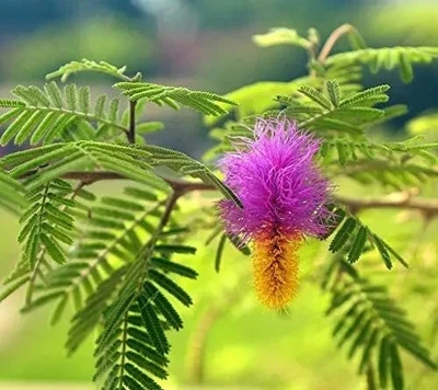 SEMILLAS DE ÁRBOL SHAMI/ÁRBOL BANNI/VANNI MARAM/PROSOPIS CINERARIA - PAQUETE DE 150 Foto 1 de 4
