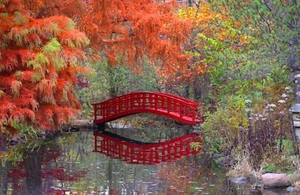 Fototapete - ROTER BRÜCKENTEICH - (5842) - VLIES - Tapete - Japanischer Garten XXL - Bild 1 von 4