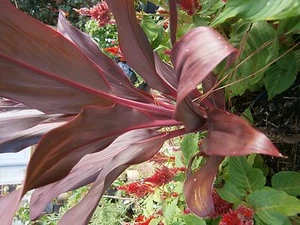 Ti plant Tropical house plant (red) - Picture 1 of 2