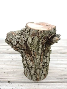 6" Birnenholz Stab Baumstamm Brocken Schnitzen Handwerk Live Edge Moos Flechten Schritt 3"D - Bild 1 von 17