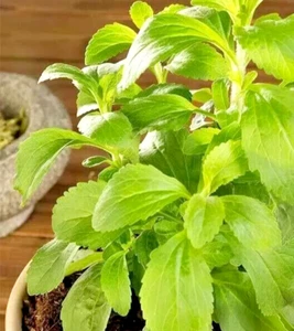 Stevia Seeds - Sweet Herb - 15 pcs sweet sugar substitute herb plant seeds USA#1 - Picture 1 of 7