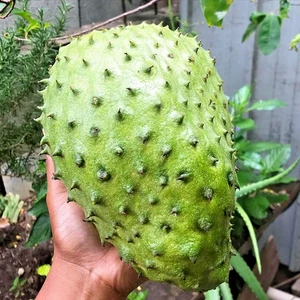 100+ Mandalik Soursop Seedss (Annona muricata) For Planting - Picture 1 of 7