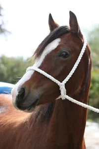 5 Pack Rope Halters White Traditional Cotton Halters with Lead Rope *Free Post* - Picture 1 of 2