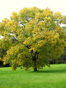Semi di albero Hackberry, Celtis occidentalis (veloce, resistente, colore autunnale, commestibile) - Foto 1 di 11