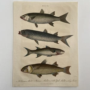 Antique 1820s Hand-Colored Engraving – “Mugil” (Mullet Fish Species) - Picture 1 of 3
