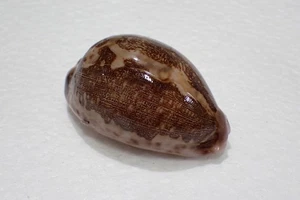 Marine Life-  Map cowry (Cypraea mappa)  70mm- Purple mouth - Picture 1 of 5
