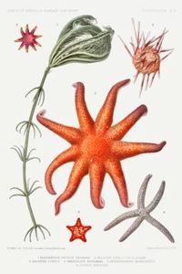 Conjunto Variedades Estrellas de Mar Ilustración V por Alberto I Príncipe de Mónaco Impresión Giclee - Imagen 1 de 3