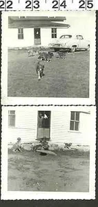 FOTOS ANTIGUAS VINTAGE EN BLANCO Y NEGRO MAMÁ PERRO CON SUS LINDOS CACHORROS #2246 - Imagen 1 de 3