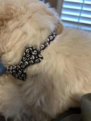 Dog/cat Collar Skulls Bowl Black & White Emo Dog Style Adjustable Cloth - Image 1 of 4