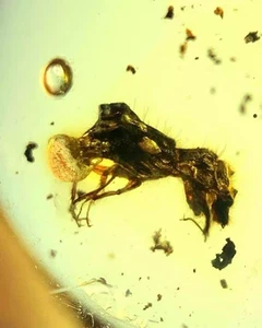 Burmese fossil burmite Cretaceous amber scarab insect fossil amber Myanmar - Picture 1 of 6