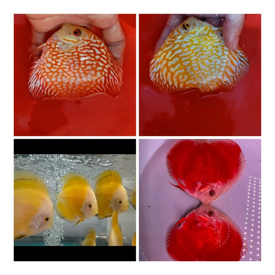 "Paquete de 4 peces disco 3,5""-3,75"" - peces vivos acuario envío nocturno" Foto 1 de 1