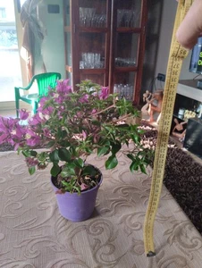 BONSAI BOUGAINVILLEA 33x15x10 - Picture 1 of 4