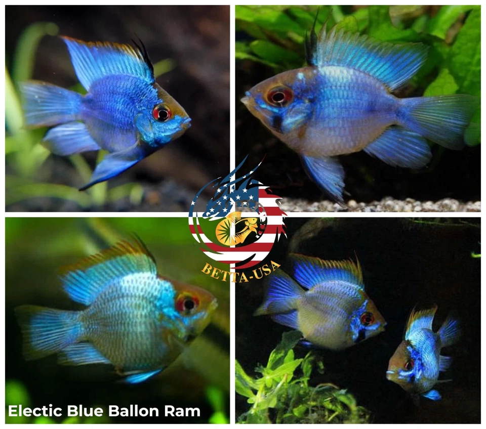 1 TRIO - Cichlid Rams Short Body - German Electric  Blue Balloon Ram - RARE FISH - Image 1 of 1