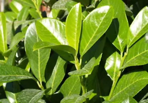 10X 4-5FT LARGE CHERRY LAUREL EVERGREEN HEDGING PLANTS TREES IN 3L POTS - Picture 1 of 10