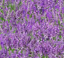 Elizabeth Studio Landscape Medley  Lavender Flowers Quilt Fabric by the Yard