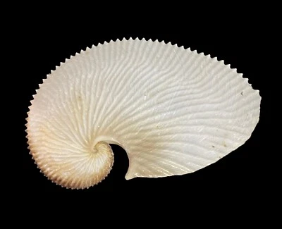 Seashells Argonauta argo 185.4mm.Aquarium Decoration Products - Image 1 of 4