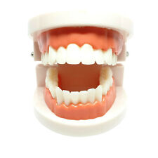 Adult Dental Standard Teaching Educational Typodont Demonstration Teeth Model D