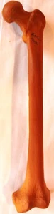 Lebensgroßer Oberschenkelsägebein - Bild 1 von 2