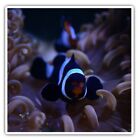 2 X Square Stickers 10 Cm - Onyx Clownfish Tropical Reef Cool Gift #3534