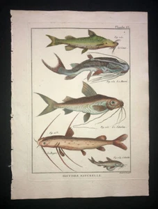 BONNATERRE - CATFISH - PL.63 - FOLIO ORIGINAL HC FISH PRINT - PRINTED 1788 - Picture 1 of 1