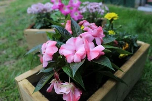 Wood planter - 40cm x 16cm x 16cm - Picture 1 of 9