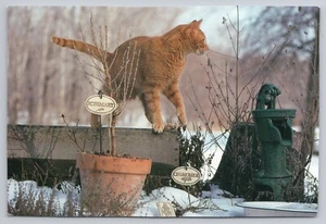 Orange Tabby Cat Kitty Outdoors Winter Scene UNP Postcard - Picture 1 of 2