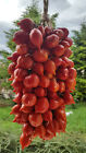 10 graines de tomate trs ancienne PIENNOLO del VESUVIO tomato seeds m.bio