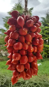 10 graines de tomate très ancienne PIENNOLO del VESUVIO tomato seeds m.bio - Foto 1 di 12