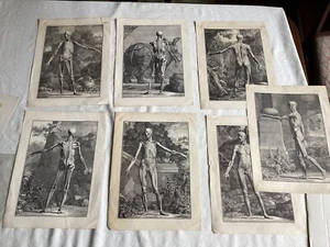 7 Bernhard Albinus Human Skeleton Prints Hand Laid Watermarked Paper - Picture 1 of 15