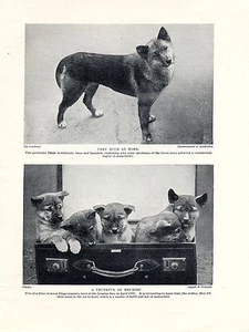 AUSTRALIAN DINGO DOG AND PUPPIES OLD ORIGINAL DOG PRINT PAGE FROM 1934 - Picture 1 of 1