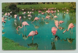 POSTCARD Flamingos at the London zoo, Exotic bird - Imagen 1 de 2