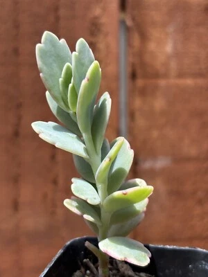 2” Variegated Kalanchoe ‘Lavender Scallops’ Succulent - Image 1 of 4