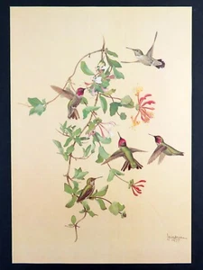 Vintage Bird Print ANNAS HUMMINGBIRD by J. Fenwick Lansdowne 14x10 in. - Picture 1 of 3