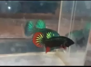 alien imbelis betta splendens Wholesale prices available - Picture 1 of 2