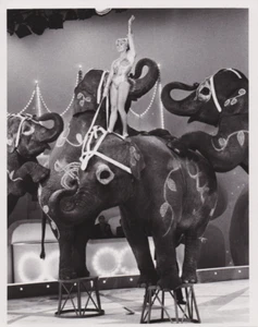 1967 Press Photo Clyde Beatty Cole Bros. Circus Performer Ava Williams Elephants - Picture 1 of 2