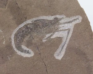 Krebs, Krabbe, Palaeodusa longipes, Trias, Nor, Bergamo, Italien-L786 - Picture 1 of 4