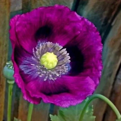 5,000 STRATIFIED Organic Lauren's Grape Papever Somniferum Poppy Seeds Fast Ship - Image 1 of 4