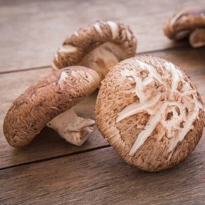 Shiitake Mushroom Liquid Culture Syringe. 10ml, Clean liquid culture, Mushroom - Picture 1 of 6